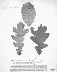 Mycosphaerella punctiformis image